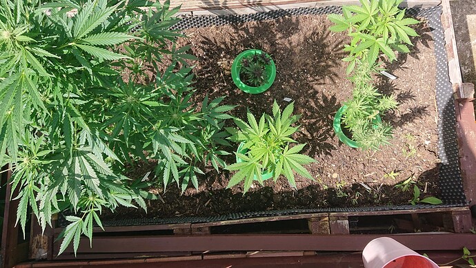 Growreport Bild 54