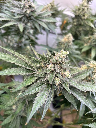 Growreport Bild 2