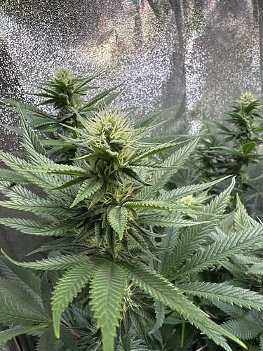 Growreport Bild 54