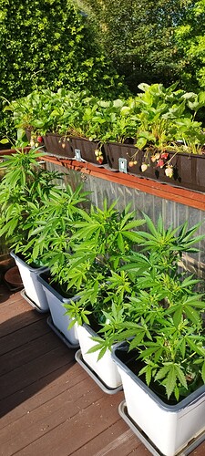 Growreport Bild 4