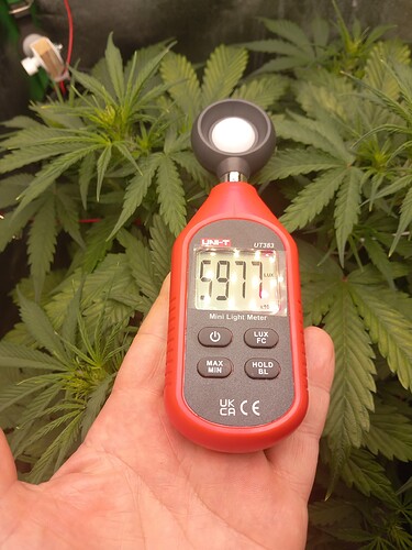 Growreport Bild 2