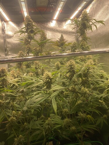 Growreport Bild 1