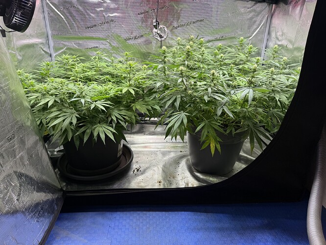 Growreport Bild 31