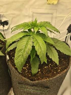 Growreport Bild 11