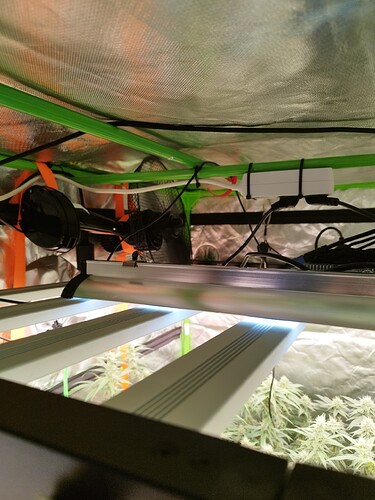 Mehrere Cannabis-Pflanzen in der Wachstumsphase unter LED-Beleuchtung in einem Growzelt.