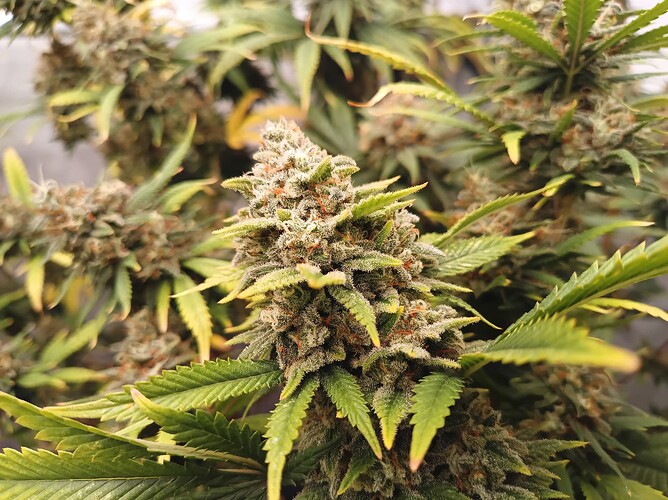 Growreport Bild 20