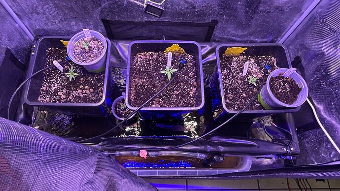 Growreport Bild 36