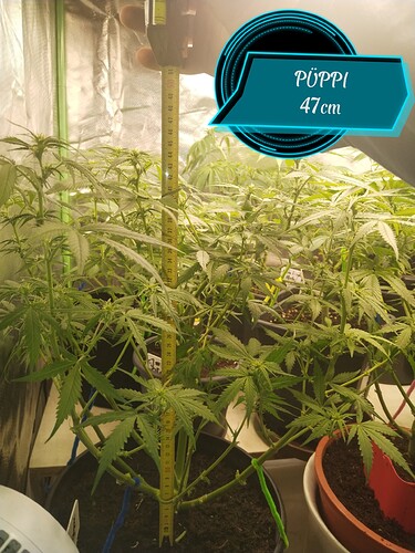 Growreport Bild 3