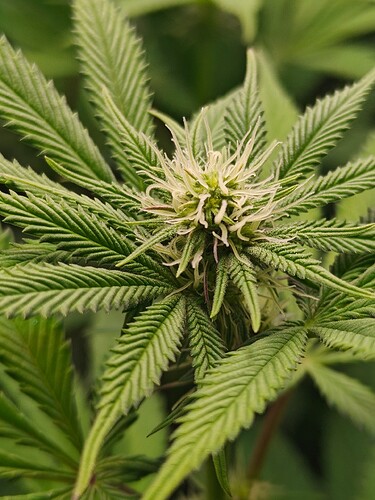 Growreport Bild 5