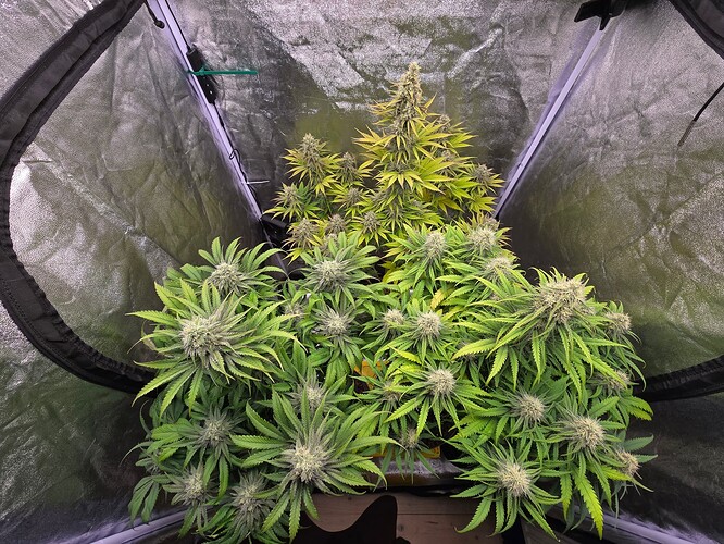 Growreport Bild 7
