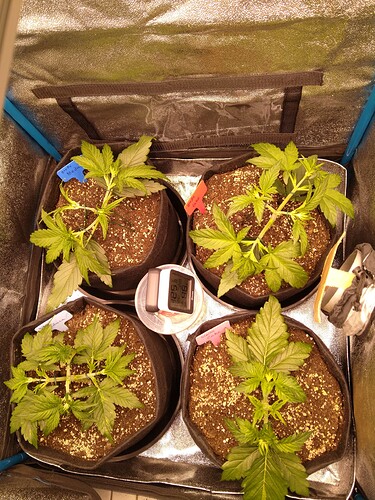 Growreport Bild 7