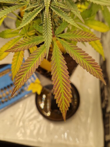 Growreport Bild 3
