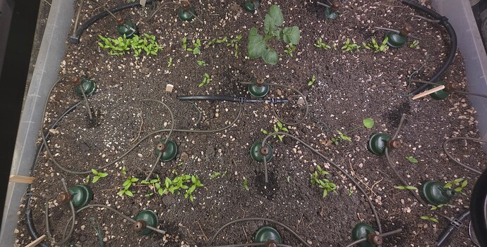 Growreport Bild 39
