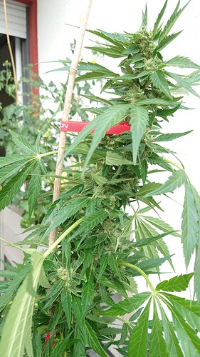Growreport Bild 26