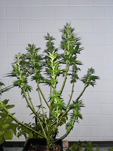 Growreport Bild 34