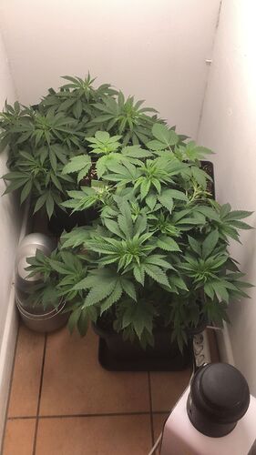 Growreport Bild 6