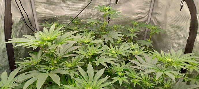 IMG_20250207_101756587_HDR