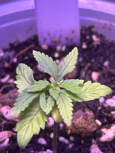Growreport Bild 2
