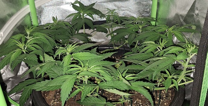 Growreport Bild 4