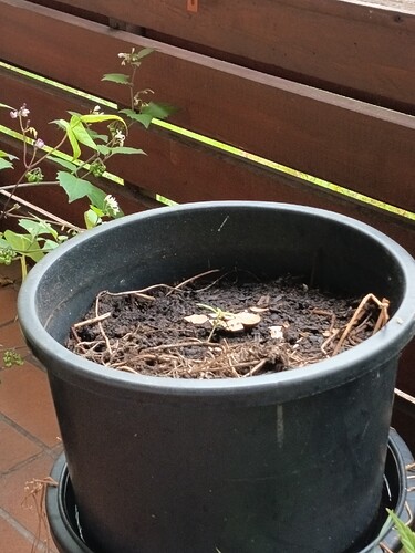 Growreport Bild 5