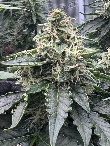 Growreport Bild 2