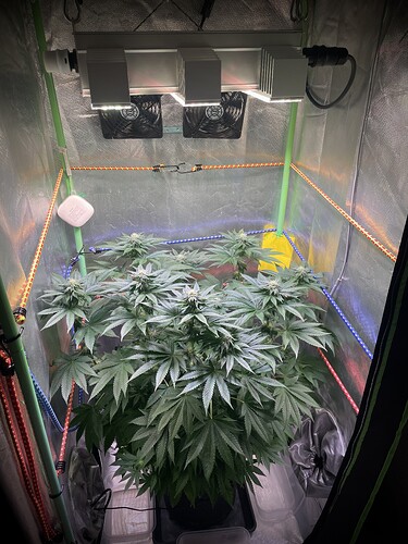 Growreport Bild 3