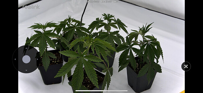 Growreport Bild 1