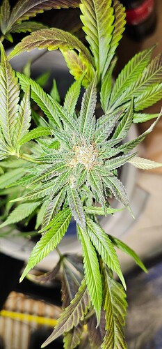 Growreport Bild 39