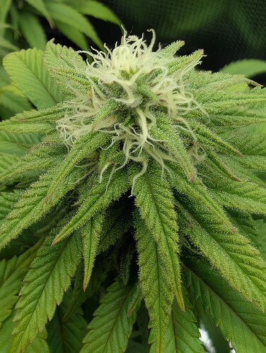 Growreport Bild 7