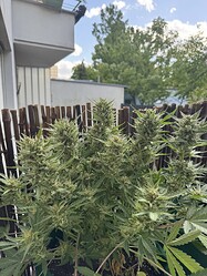 Growreport Bild 11