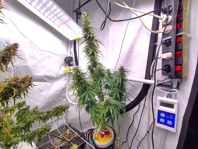 Growreport Bild 3