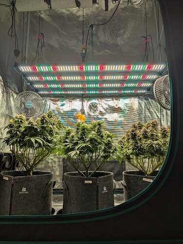 Growreport Bild 4