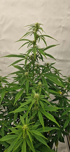 Growreport Bild 13