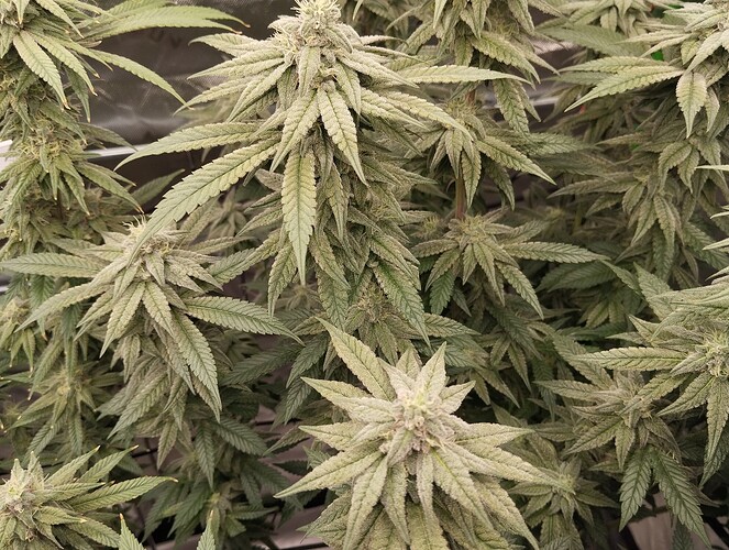 Growreport Bild 2