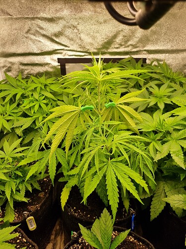 Mehrere junge Cannabispflanzen in einem Zelt, eine Pflanze in der Mitte ist höher und zeigt Anzeichen von Nährstoffmangel.