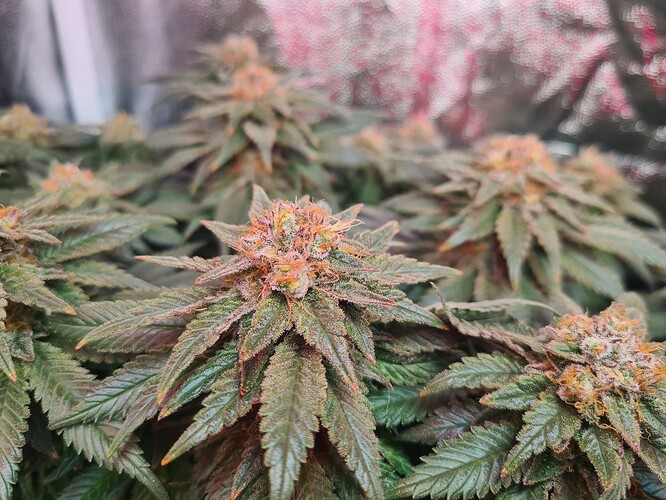 Growreport Bild 9