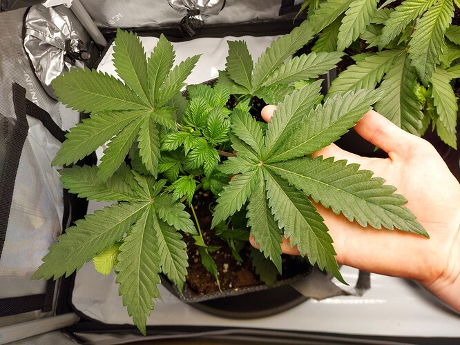 Growreport Bild 2