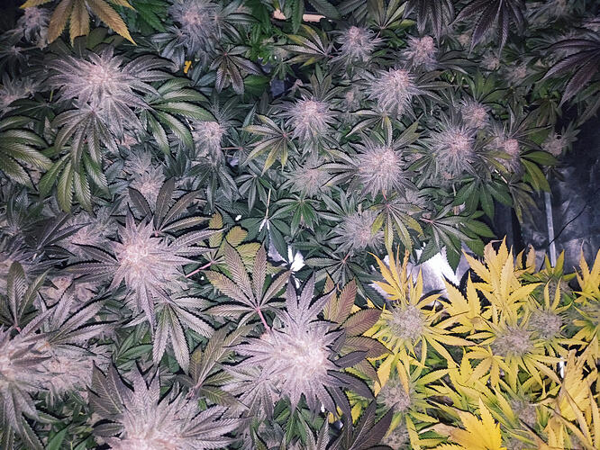 Growreport Bild 7