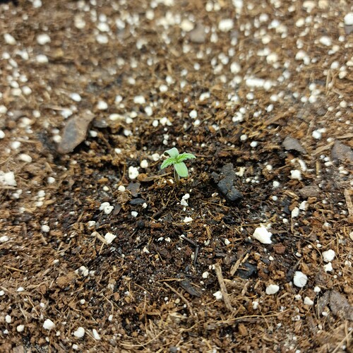 Growreport Bild 13