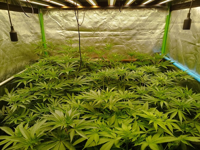 Viele junge Cannabispflanzen in einem Zelt unter LED-Beleuchtung.