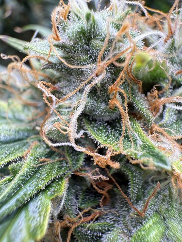 Growreport Bild 8