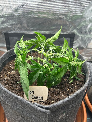 Growreport Bild 15
