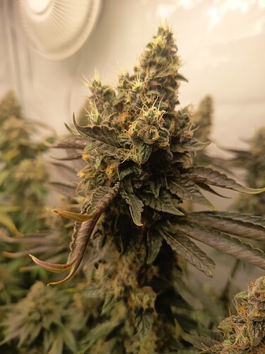 Growreport Bild 5