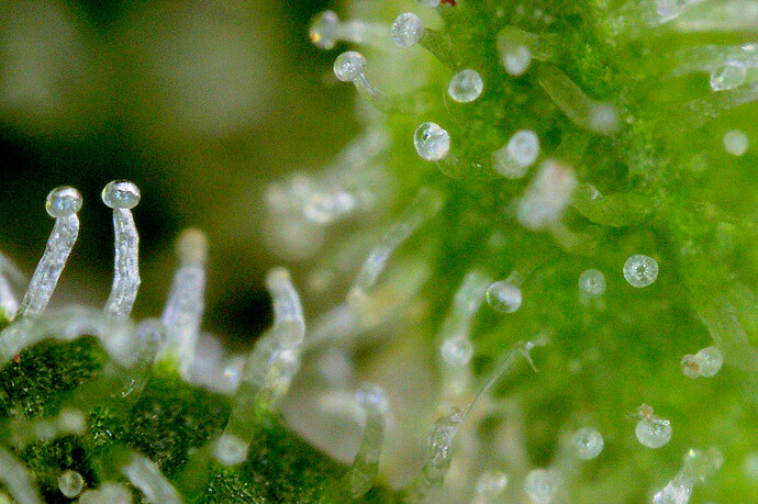 Grow25_0628_MZA_Ernte_gut_1