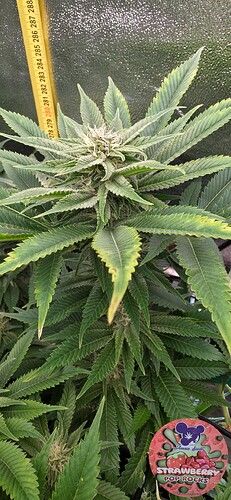 Growreport Bild 16
