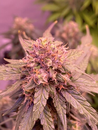 Growreport Bild 10