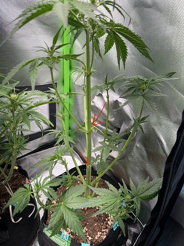 Growreport Bild 5