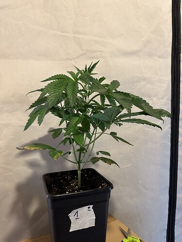 Growreport Bild 8