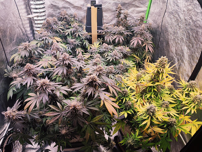 Growreport Bild 55