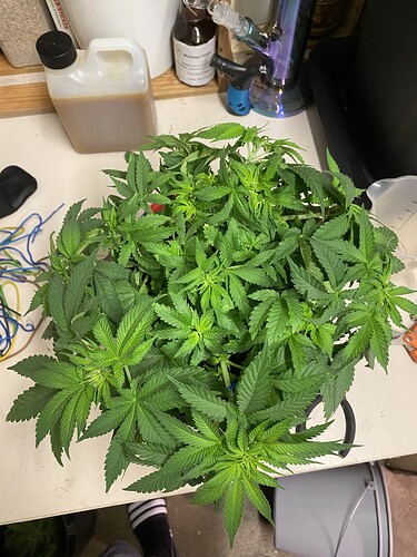 Growreport Bild 17